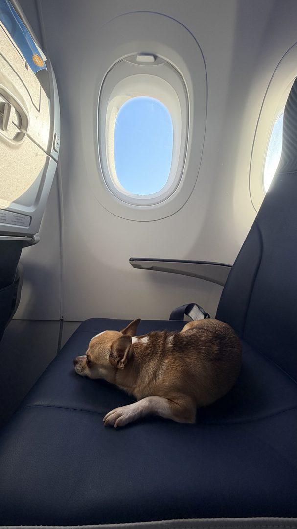 Dog resting by the airplane window