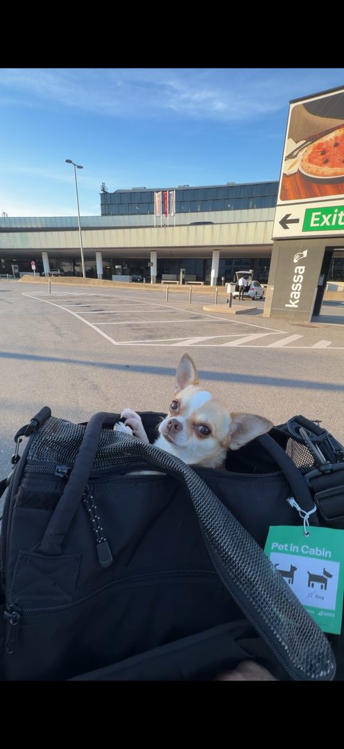Dog in a Pet in Cabin carrier at the airport